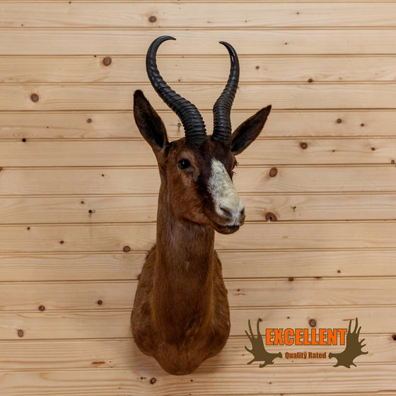 african chocolate springbok taxidermy shoulder mount for sale