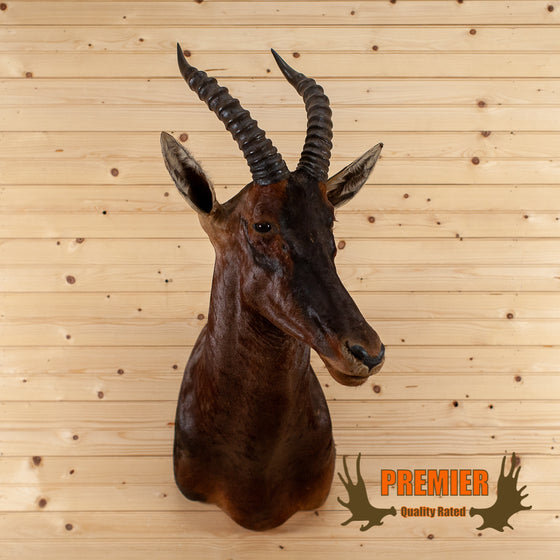 african topi antelope taxidermy shoulder mount for sale