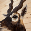 Premier Blackbuck Antelope Shoulder Mount SW11202