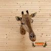 african giraffe neck wall mount for sale