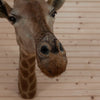 Premier African Giraffe Neck Mount SW11203