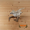 ptarmigan winter plumage full body taxidermy mount for sale
