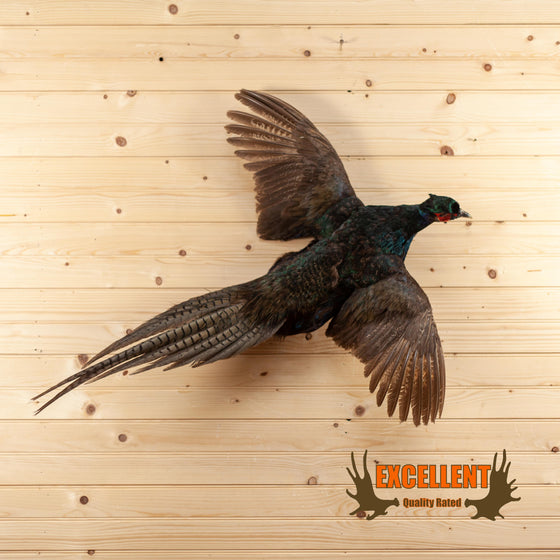 green black mutant pheasant taxidermy mount for sale