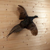 Excellent Flying Black Green Mutant Pheasant Taxidermy Mount SW11206