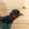 Excellent Flying Black Green Mutant Pheasant Taxidermy Mount SW11206