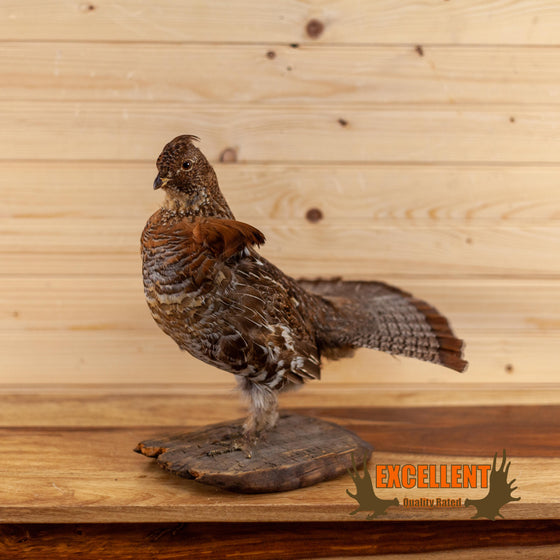ruffed grouse taxidermy mount for sale