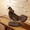 Excellent Ruffed Grouse Perched Taxidermy Mount SW11210