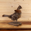 Excellent Ruffed Grouse Perched Taxidermy Mount SW11210