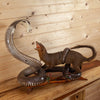 Premier Mongoose Fighting Cobra Taxidermy Mount SW11211