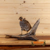 hungarian partridge full body taxidermy mount for sale
