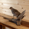 Excellent Hungarian Partridge Taxidermy Mount SW11213