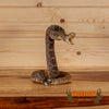 western diamondback rattlesnake taxidermy mount for sale