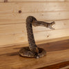 Excellent Diamondback Rattlesnake Full Body Taxidermy Mount SW11220