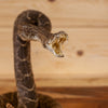 Excellent Diamondback Rattlesnake Full Body Taxidermy Mount SW11220
