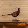 ringneck pheasant full body perched taxidermy mount for sale