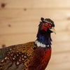 Excellent Perched Ringneck Pheasant Taxidermy Mount SW11249