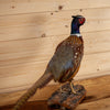 Excellent Perched Ringneck Pheasant Taxidermy Mount SW11249