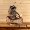 raccoon paddling canoe taxidermy mount for sale