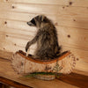 Excellent Juvenile Raccoon Padling Canoe Full Body Taxidermy Mount SW11250