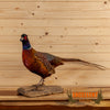 ringneck pheasant full body taxidermy mount for sale