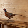 Excellent Perched Ringneck Pheasant Taxidermy Mount SW11251