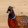 Excellent Perched Ringneck Pheasant Taxidermy Mount SW11251
