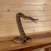 Excellent Diamondback Rattlesnake Full Body Taxidermy Mount SW11253