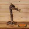 western diamondback rattlesnake taxidermy mount for sale