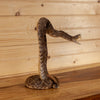 Excellent Diamondback Rattlesnake Full Body Taxidermy Mount SW11254