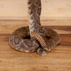 Excellent Diamondback Rattlesnake Full Body Taxidermy Mount SW11254