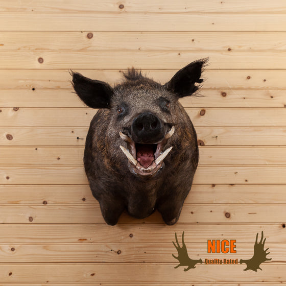 wild hog boar taxidermy shoulder mount for sale