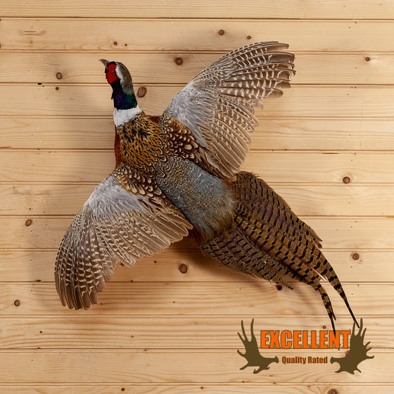 flying pheasant taxidermy mount for sale