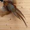 Excellent Flying Ringneck Pheasant Taxidermy Mount SW11260