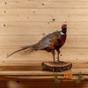 ringneck pheasant taxidermy mount perched for sale