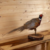 Nice Perched Ringneck Pheasant Taxidermy Mount SW11261