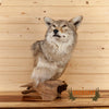 coyote pedestal taxidermy mount for sale