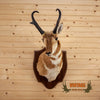 vintage pronghorn antelope taxidermy shoulder mount for sale
