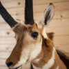 Vintage Pronghorn Antelope Taxidermy Shoulder Mount SW11266