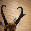 Vintage Pronghorn Antelope Taxidermy Shoulder Mount SW11266