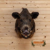 wild hog boar taxidermy shoulder mount for sale
