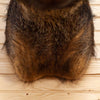 Excellent Wild Boar Hog Taxidermy Shoulder Mount SW11267
