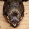 Excellent Wild Boar Hog Taxidermy Shoulder Mount SW11267