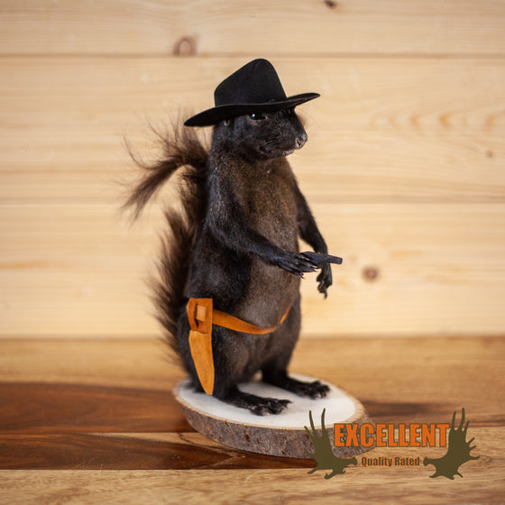 black cowboy squirrel taxidermy novelty mount for sale