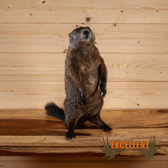 groundhog woodchuck taxidermy mount for sale