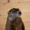 Excellent Groundhog Woodchuck Taxidermy Mount SW11315
