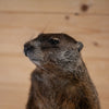 Excellent Groundhog Woodchuck Taxidermy Mount SW11315