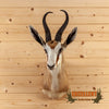 African springbok taxidermy shoulder mount for sale