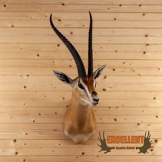African grant's gazelle taxidermy shoulder mount for sale