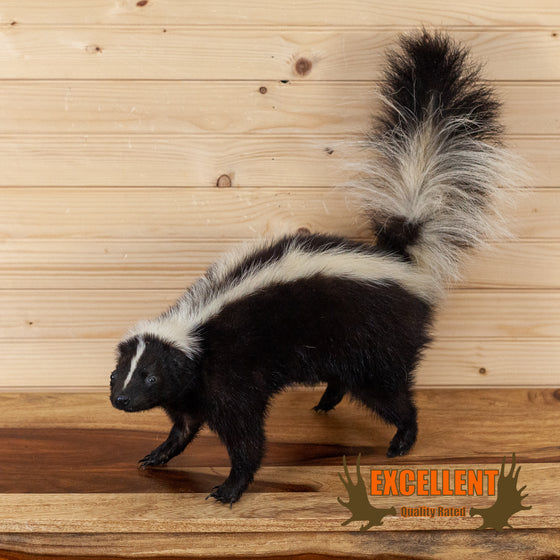skunk full body lifesize taxidermy mount for sale