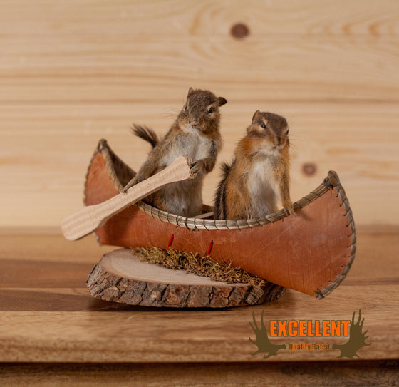 chipmunks paddling canoe taxidermy mount for sale